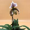 paphiopedilum godefroyae x spicerianum
